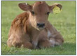Long distance UHF RFID Animal Management